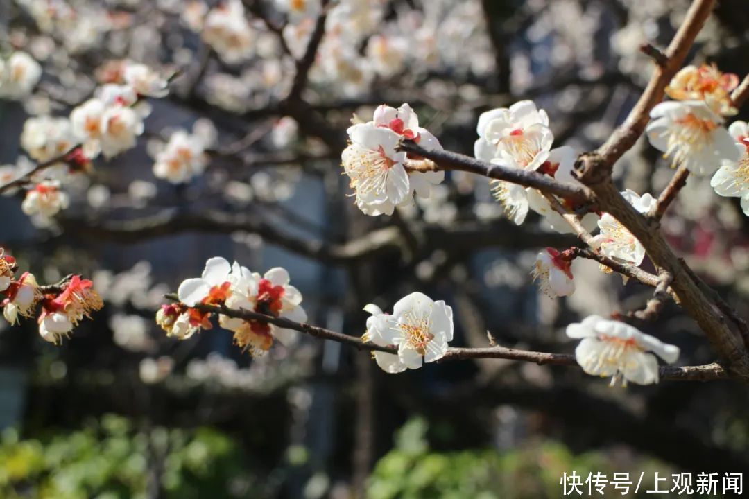 走进|梅开五福！普陀这里简直“美爆了”