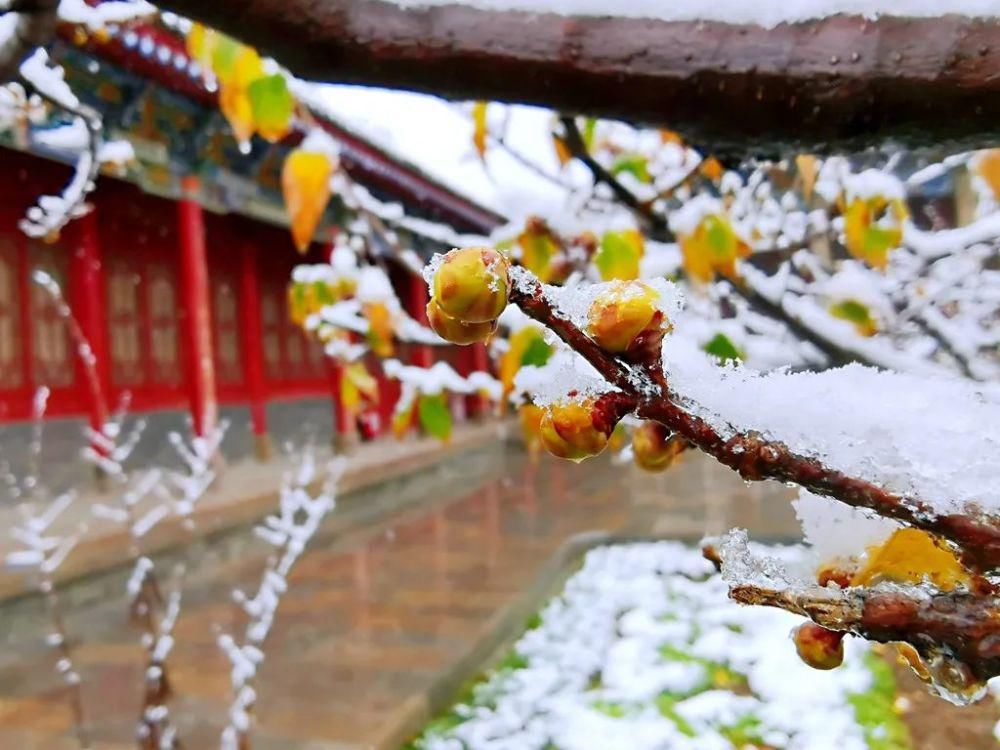 简直|雪中的泾阳，美得简直太...