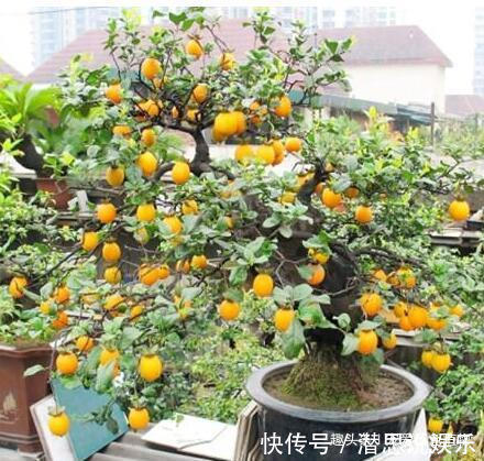 居家养棵树,旺财又福寿,1月不浇水,也能长,还越养越“值钱”