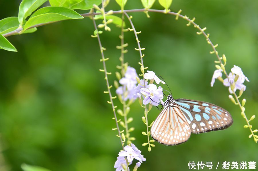 欧阳公|欧阳修最经典的一首词,开篇就是名句,李清照也赞不绝口