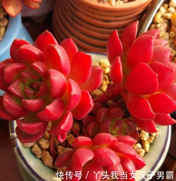 原来可以把蒂亚“虐”这么红,4点掌握了,你养的蒂亚一样红!