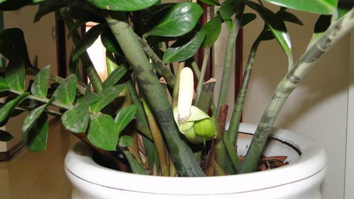 山东大姐养金钱树,盆里加勺“小玩意”,小芽到处窜,年年开花