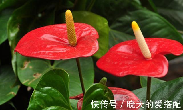 阳台|阳台养花推荐这5种，漂亮好养特能开，花期长达300天，适合新手