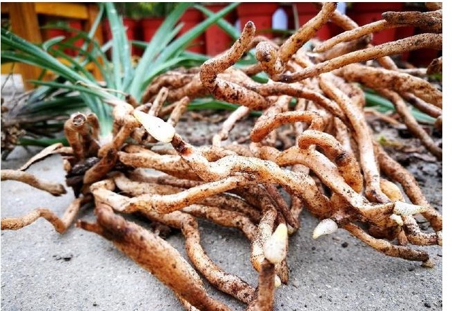 养兰花一不小心浇多水，新苗腐烂怎么办应该要怎么样挽救回来。