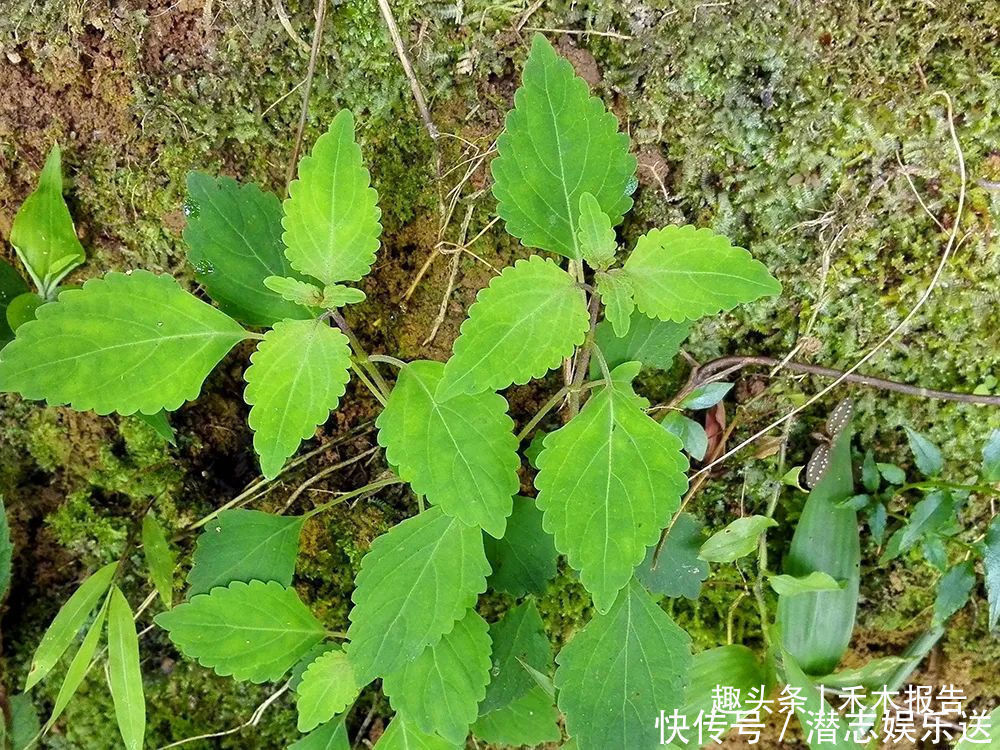 黄草|农村一种野草,人称“肝之草”,是民间“养肝”良方,煲汤是一绝