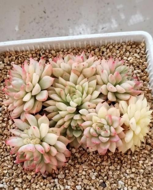 补光灯下的多肉，粉嫩至极，原来在室内阳台，也能养得这么好