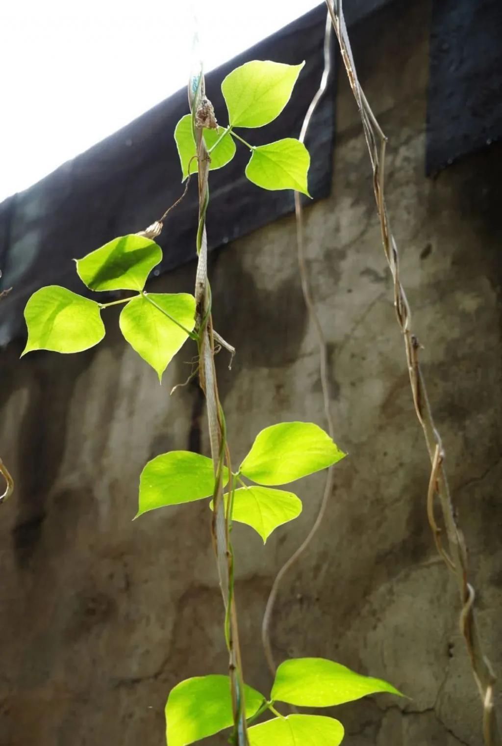 等我老了以后,找个小院陪你养花种菜!