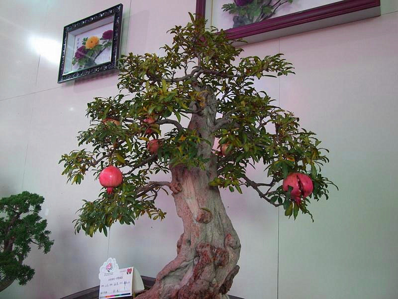 客厅养“树”不要少了这3棵,花3-5年时间,一棵1万无压力