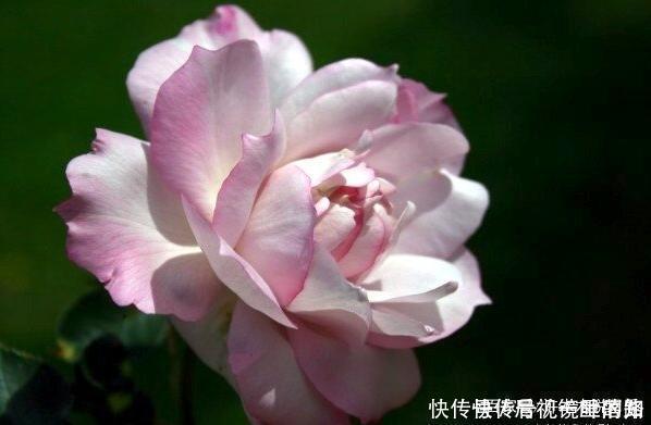 花色|20款紫色月季品种。浓香、抗病非常好养,天然紫色唯美盛开