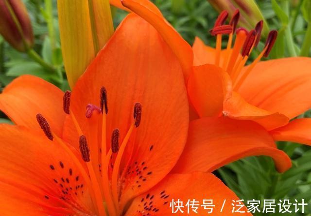 纯洁|沈阳沈水湾公园：最美最仙百合花