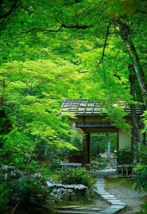 庭院|愿得一庭院,只用来喝茶