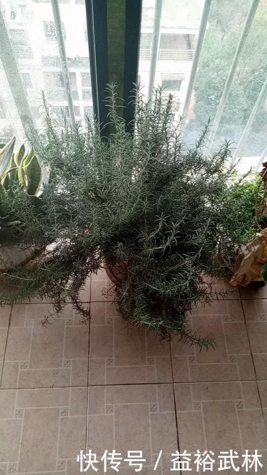 种花|5种花蚊子“不喜欢”,好看还好养,是天然蚊香,值得多养几盆