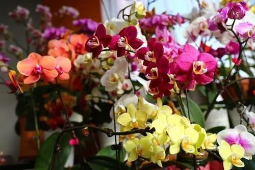 蝴蝶兰|4种花仙气飘飘，家里养1盆，气质出众，上档次！