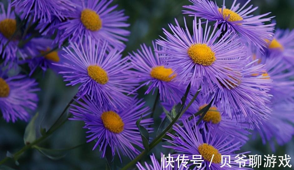 这5种花,纯正的紫罗兰色,天然又纯粹,太美了