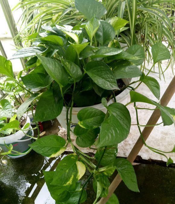 家里的绿萝烂根了,教你几个小技巧,按照我说的来,20天就恢复