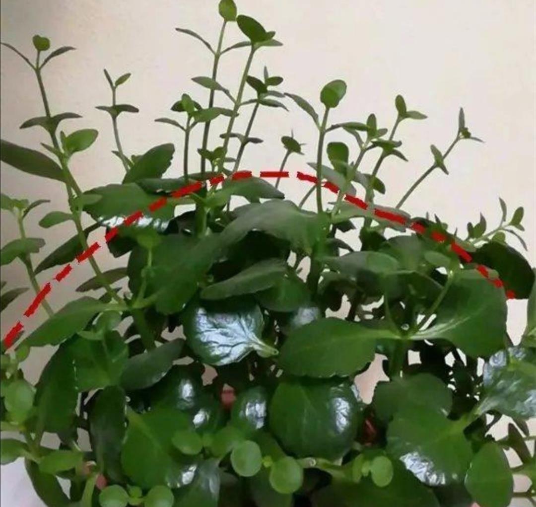 琴叶榕|这些“漂亮花”,7月不修剪,来年没花看,后悔一整年