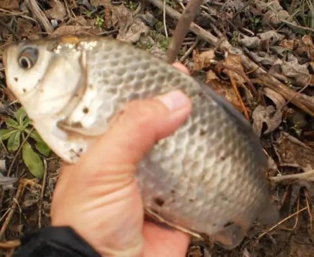 冬季鱼难钓,关键步骤是如何打好窝,往往有意想不到的收获