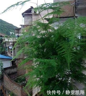 家里的文竹稀稀拉拉,真难看,用了这1东西,发疯的长,不黄叶