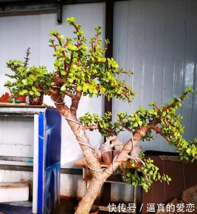 金枝玉叶|金枝玉叶太好养了,常用两种水,嫩叶冒不停,长势很喜人