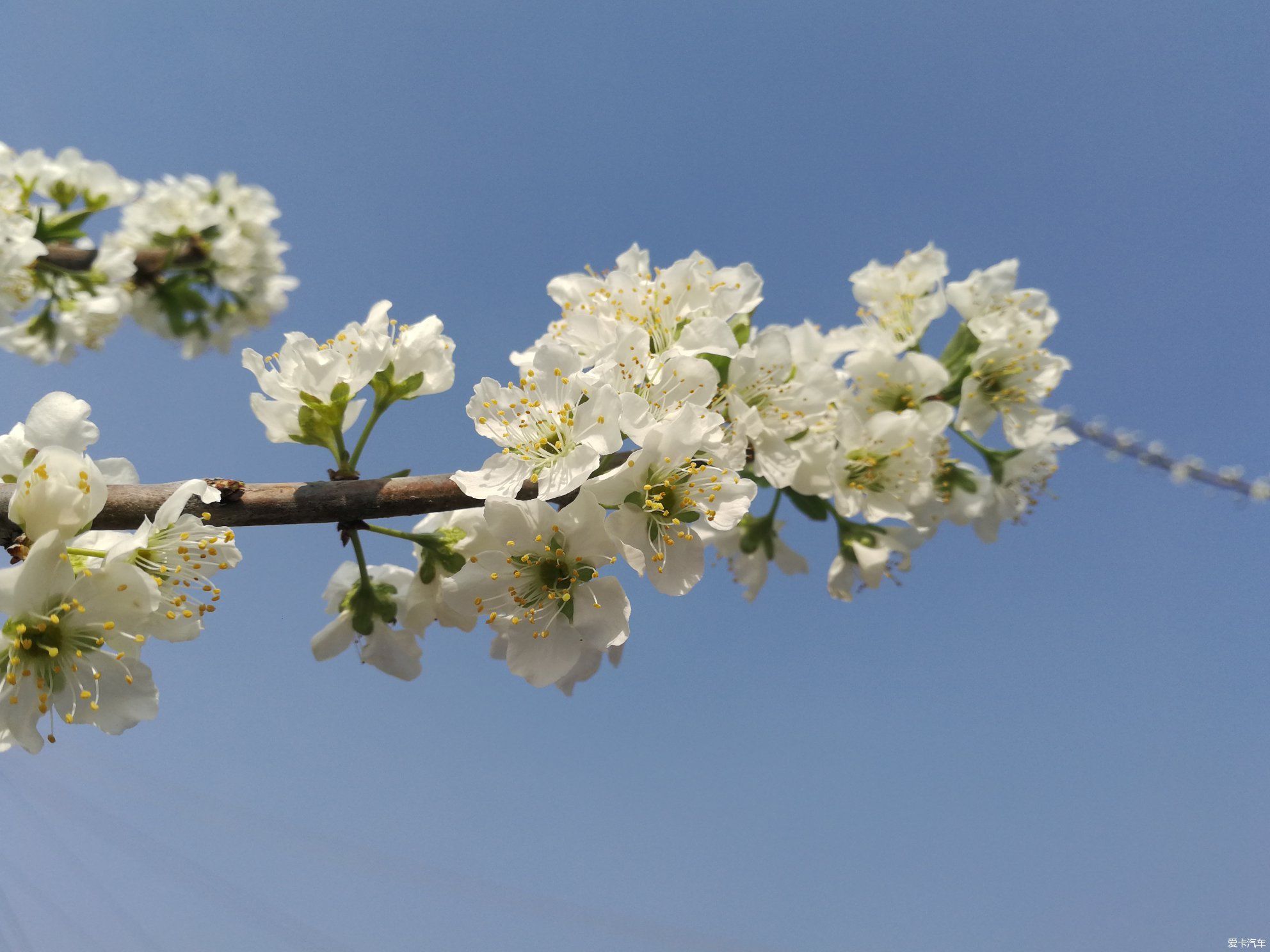 不负春光，乡村赏花