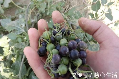 茄科|一种茄子，全株都有毒，却成南方民间美味野菜，做腌菜是一绝