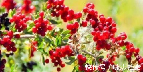 养生|想养生先排毒，常吃3种食物，清肠排毒、润肠通便，抗衰老气色好