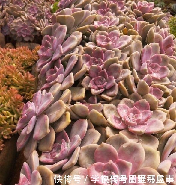 光照|以树干为花盆，可以把紫乐养出“一面墙”，感兴趣可以试试！