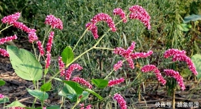 這種農村的植物是80后的記憶,有利尿、抗腫瘤、抑菌的功效!