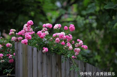 这种漂亮又好养活的花，揪个叶子就发芽，一盆养成几十盆！