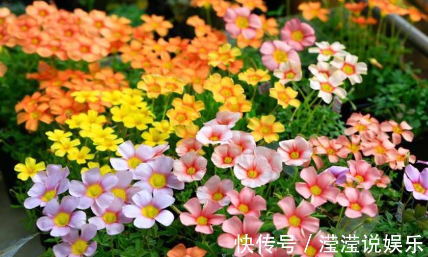 正月二十二 家里养上4种招财花 花开美观又大气 粉紫色