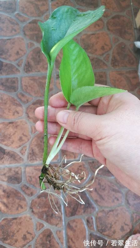 绿萝|养花就得学会“捂”,用塑料袋捂一捂,冒出满盆花苞