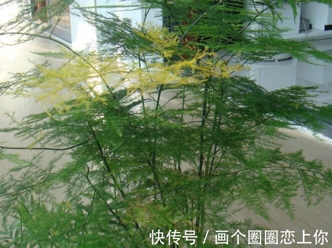 养护|文竹叶子发黄别担心,教你3个挽救小妙招,轻松搞定,叶子绿油油