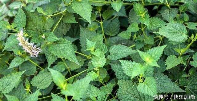 春天的农村里有这40种山珍野菜图片,让你轻松辨别山珍野菜