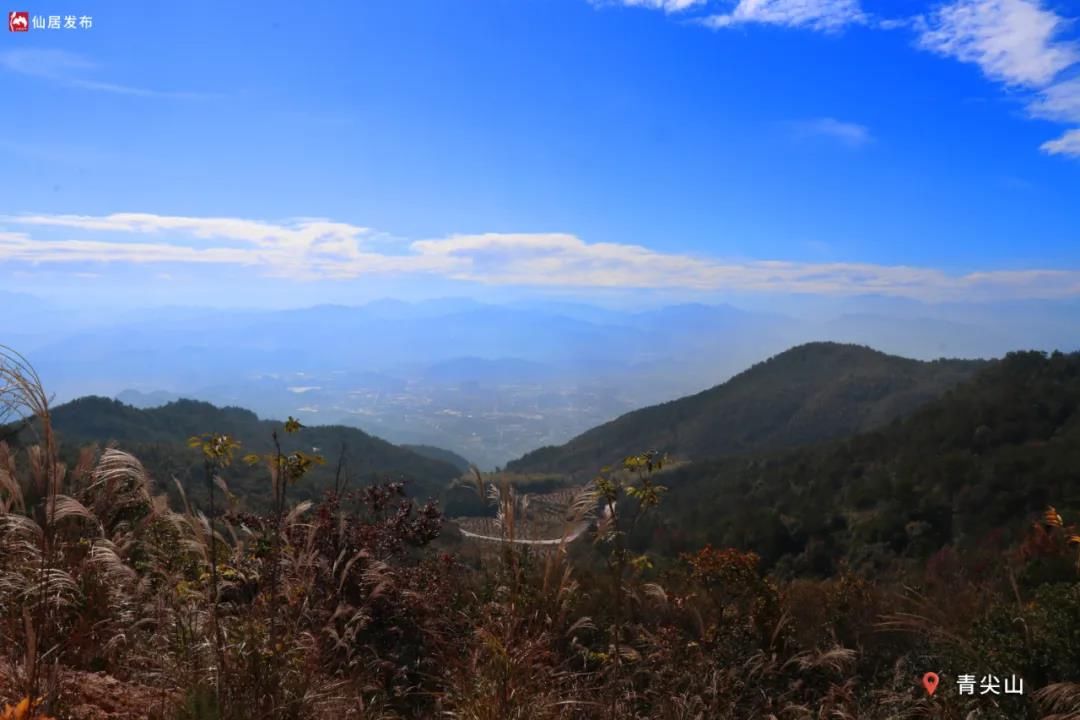 水杉|有一种诗意，就在仙居的初冬时节