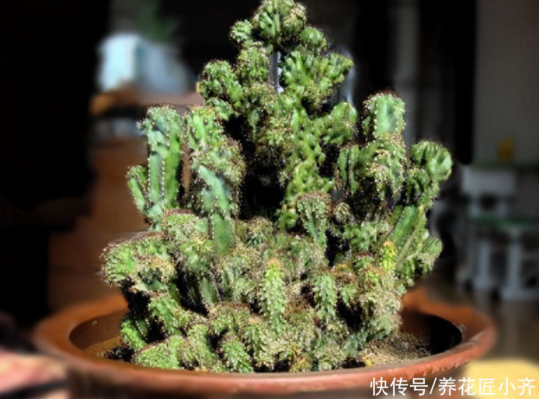 植物|两种长得像“山峰”的盆景植物，不要再认错了，不然让人笑话