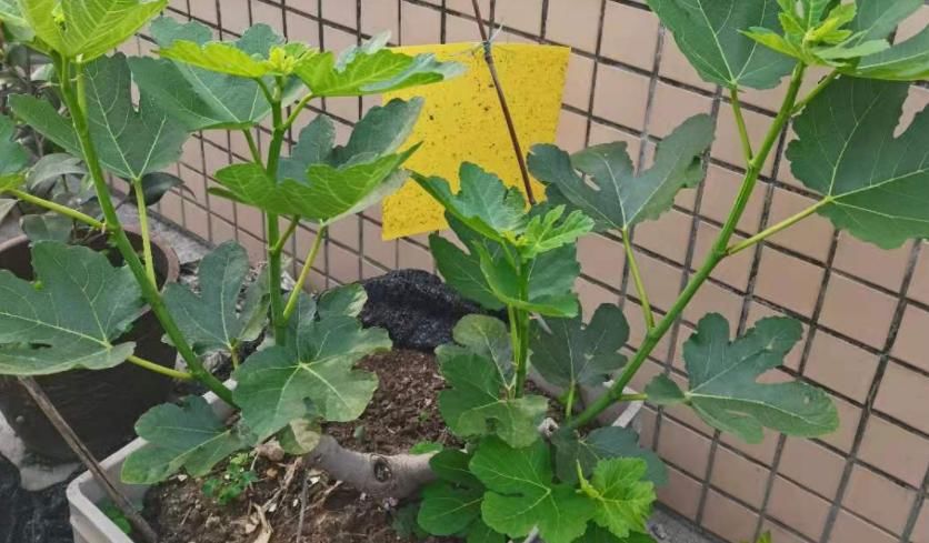 无花果盆栽实用性强，观赏兼食用，扦插打理格外省劲省心