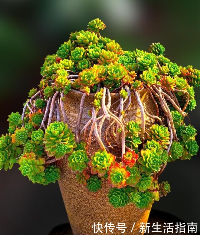养多肉,就得让它“努力寻找远方”,成“老桩”的多肉才是王者!