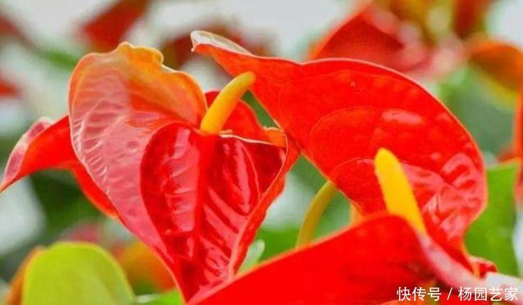 花友|4种花深受花友的喜欢,开花爆盆很简单,夏季也能疯长不停