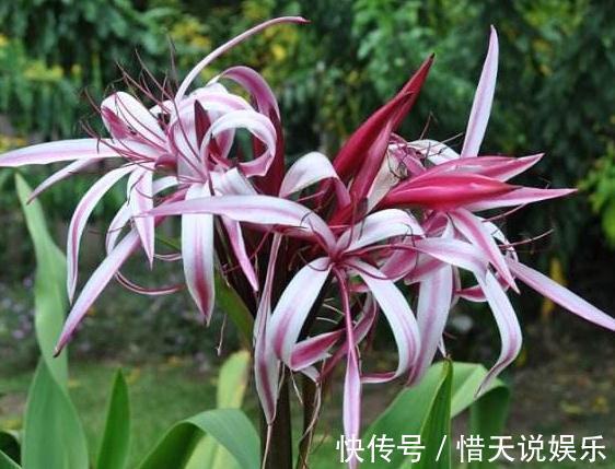 长命花|这“3种花”，又称“长命花”，一养就十几年，还花开“日日红”