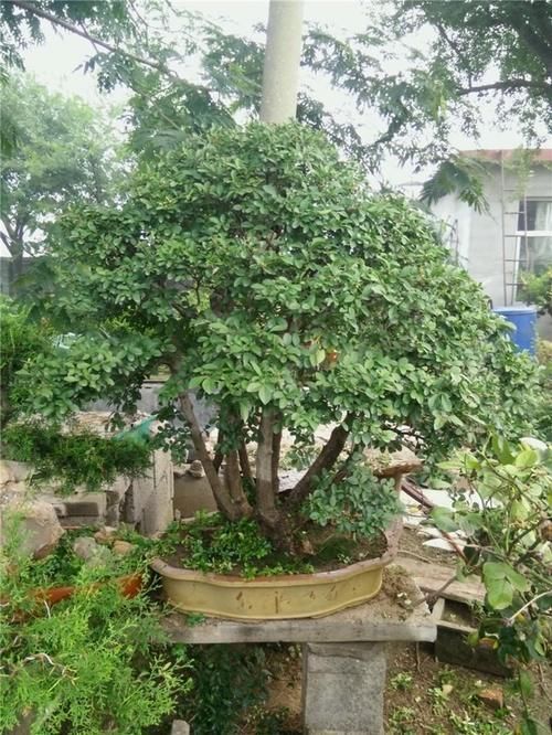 盆景|如何打造高端茶树盆景？园林大师：除了会修剪，还得懂配土、浇水