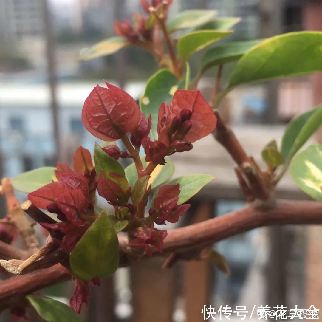 晒不死、热不死的花,越晒花越多,越热长越快