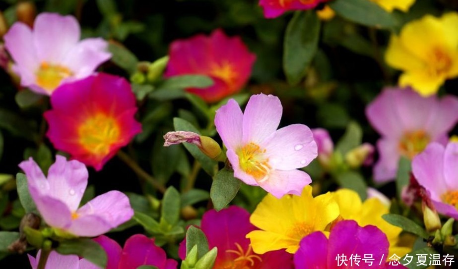 5种花堪称“开花机器”,365天都在开花,阳台变成小花园!