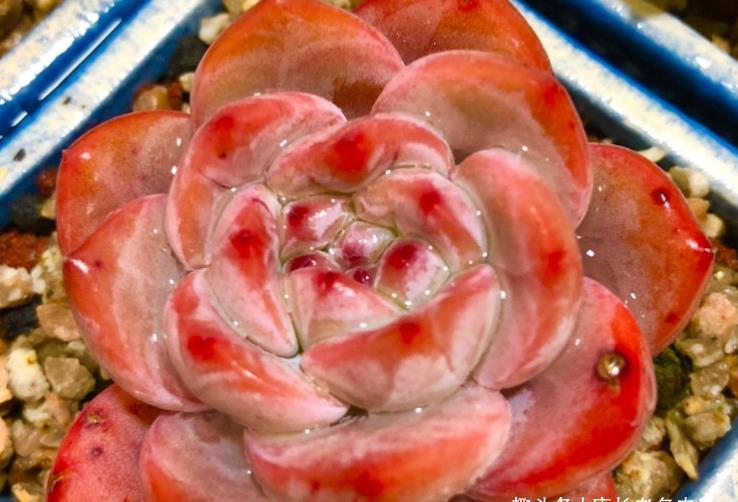 夏季|多肉橙梦露非常漂亮,且越“虐”越美,那么夏季还可以购买吗?