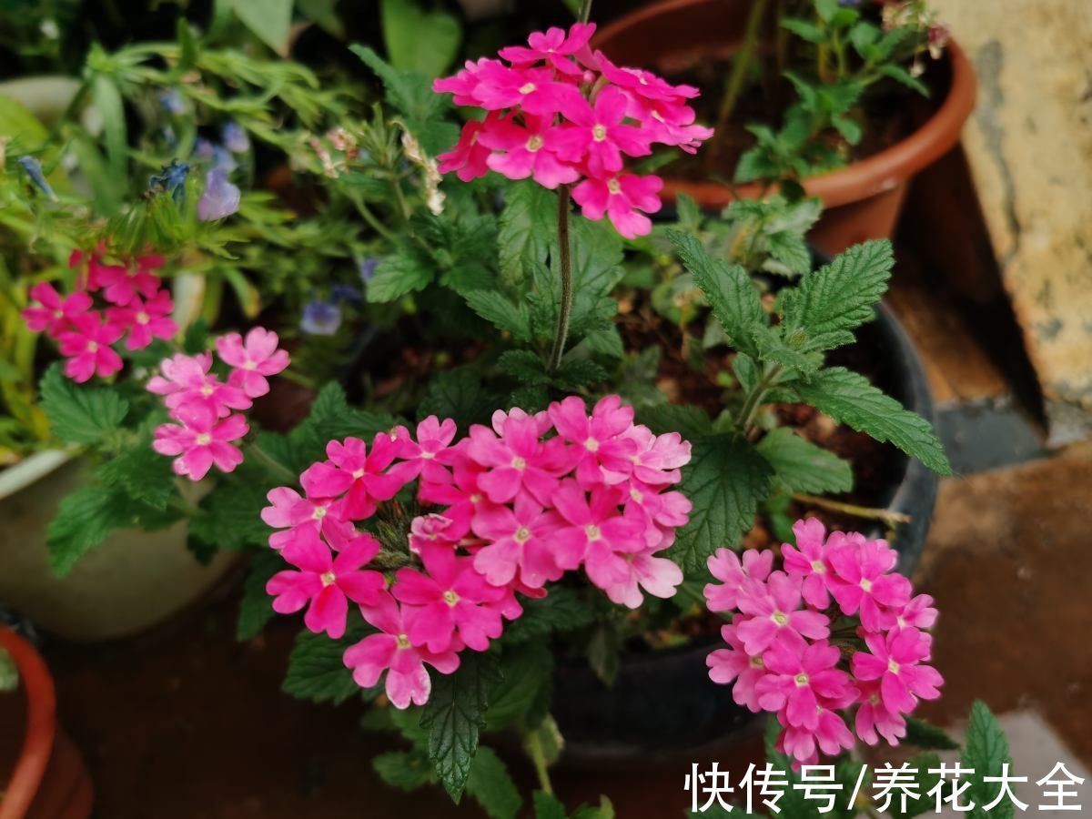 春天适合播种的8种花,撒完种3天冒芽,一个月就开花