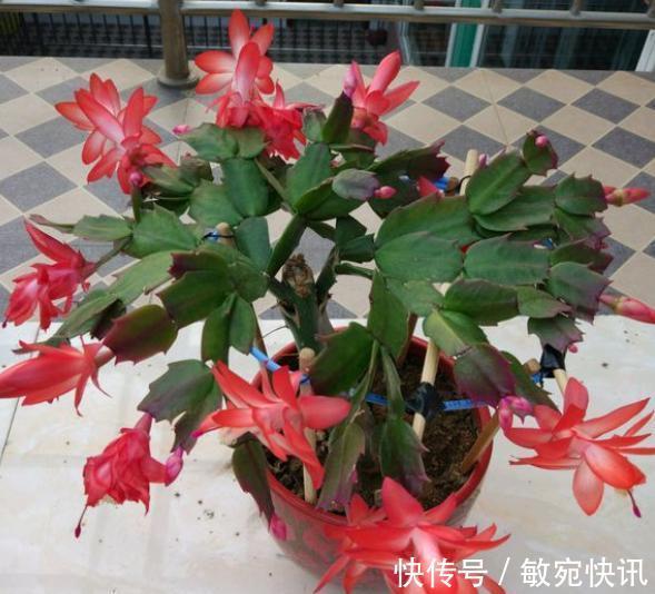 蟹爪兰能晒太阳吗合理见光,长叶多花开爆,怪不得自己养不好