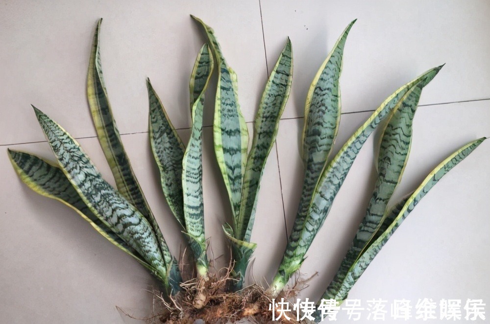 化肥|虎皮兰不长新芽,多是犯了3个错误,改正了才能不断冒嫩芽