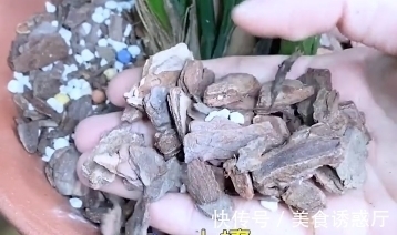 适合新手养的兰花:种植技巧,学会这几步,大获丰收不是梦