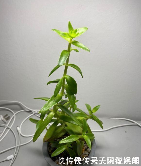 多肉|多肉徒长很好解决,照这几种方式来,状态差一点,至少不徒长