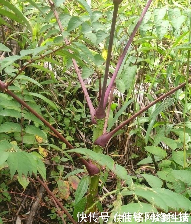 婆婆丁|农村这几种野菜很常见,外表普通,营养价值却很高,你吃过吗