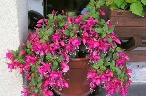 阳台|6种漂亮花,挂在窗边阳台上,不占位置,抬头就是风景!